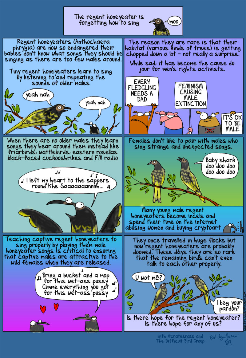 The regent honeyeater is forgetting how to sing