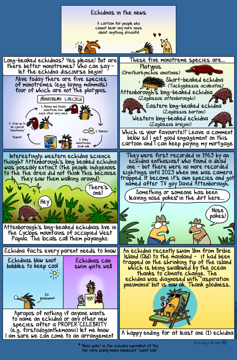 Long-beaked echidnas? Yes please