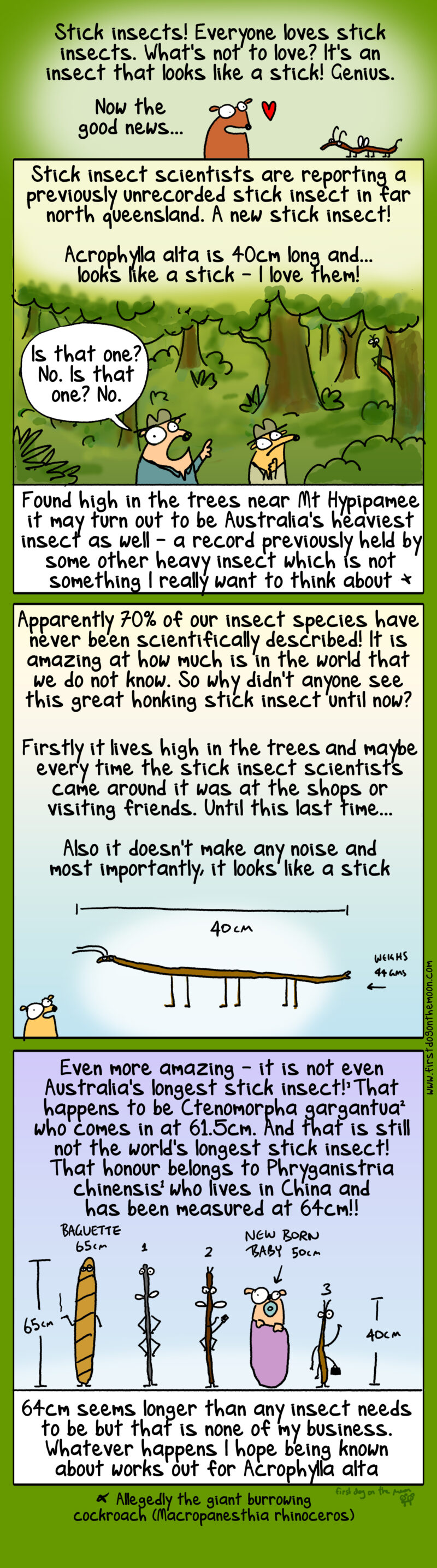 A giant insect that looks like a stick! What is not to love?