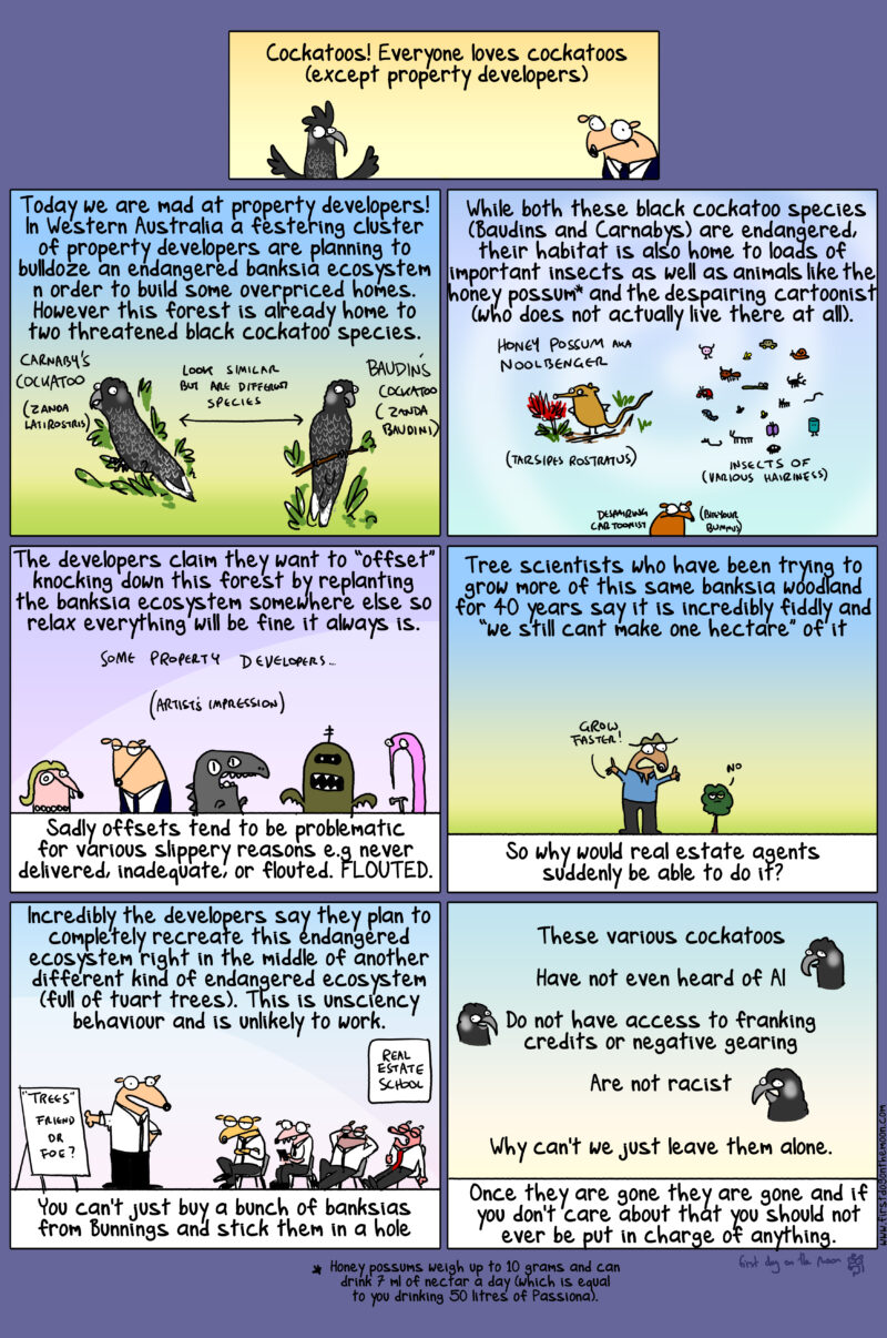 Cockatoos! Everyone loves cockatoos (except property developers)