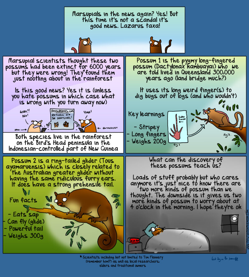 Marsupials in the news again? Yes! And this time it’s good news