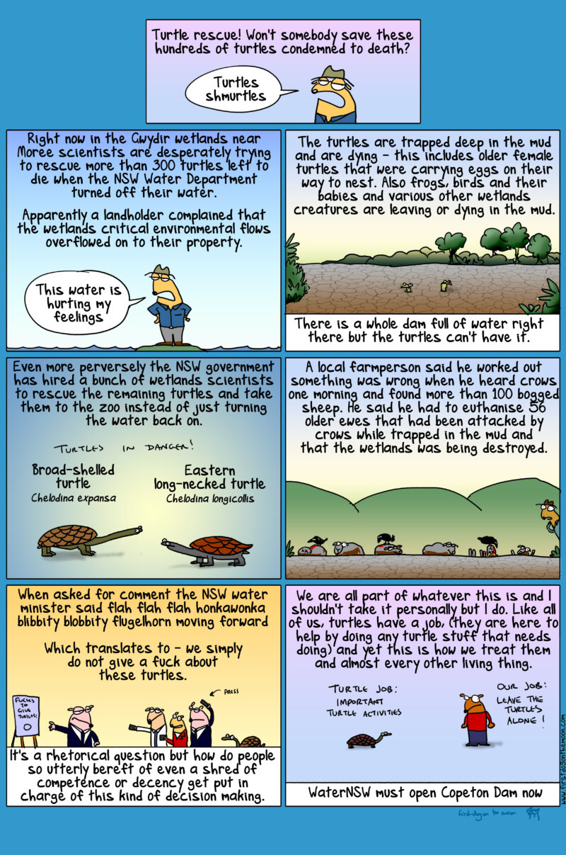 Won’t somebody save these hundreds of turtles condemned to death?