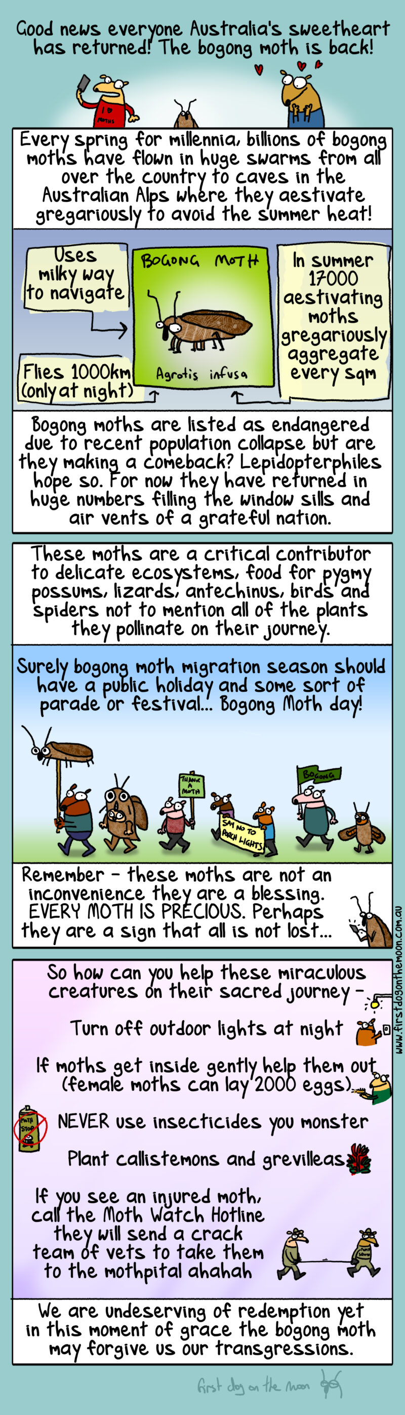 The bogong moths are back! Perhaps they are a sign that all is not lost